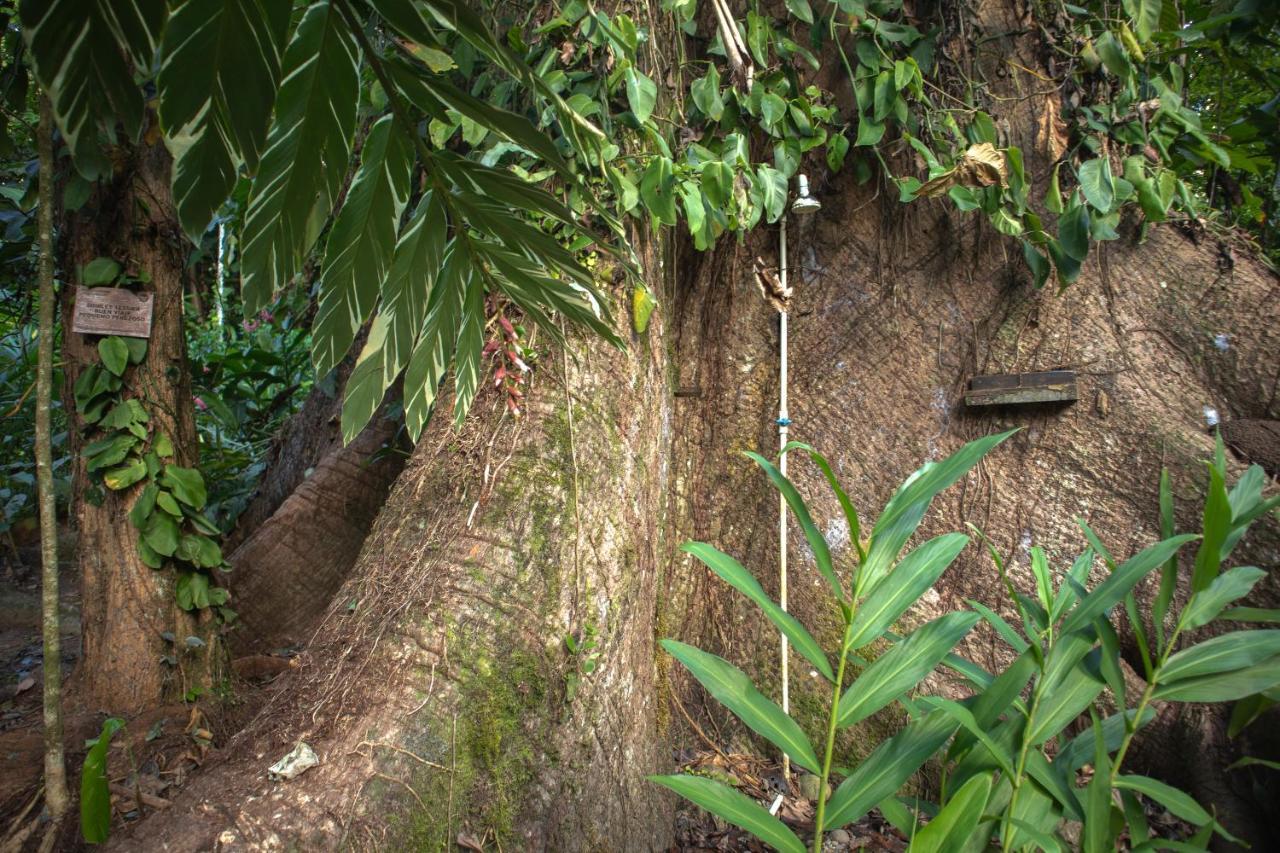 The Green Jungle & Tree House Caribe Puerto Viejo de Talamanca Exterior photo